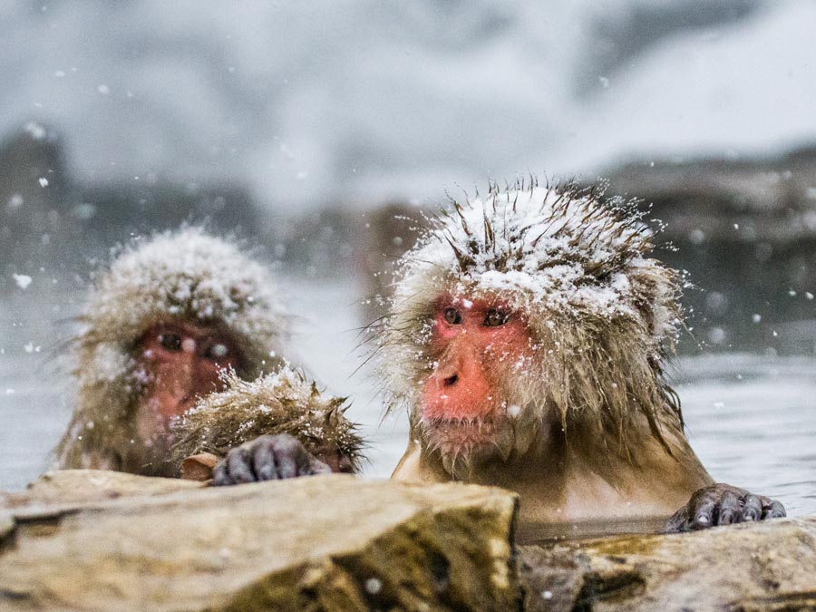 Unlucky Animals In Japan