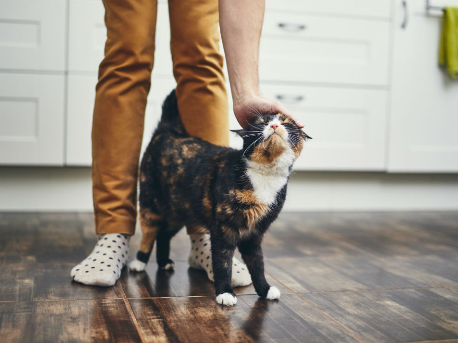Owner patting a cat