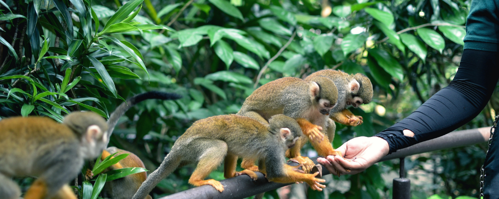 Monkeys at Singapore Zoo