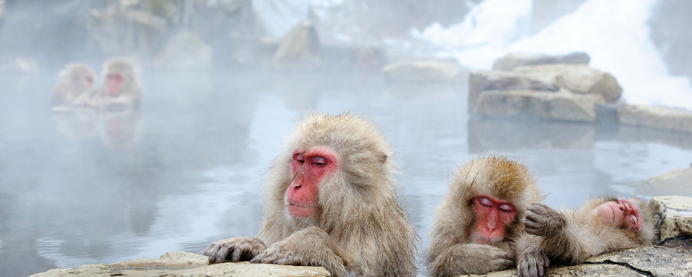 Monkeys in hot spring