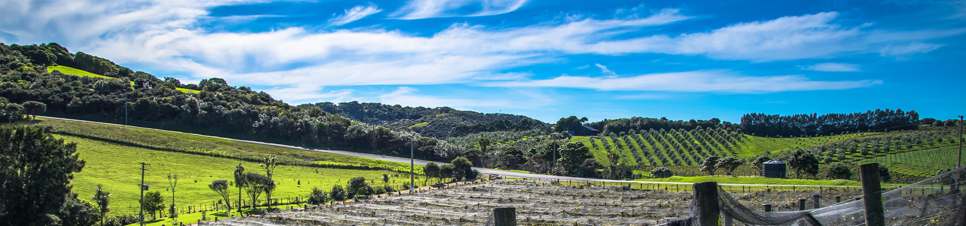 Waiheke vineyard