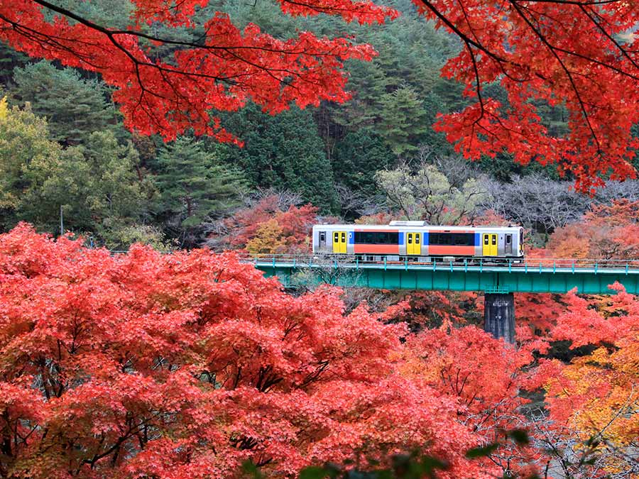 Beautiful maple(momiji) leaves with train running at Yamatsuriyama Park in Fukushima prefecture, Japan