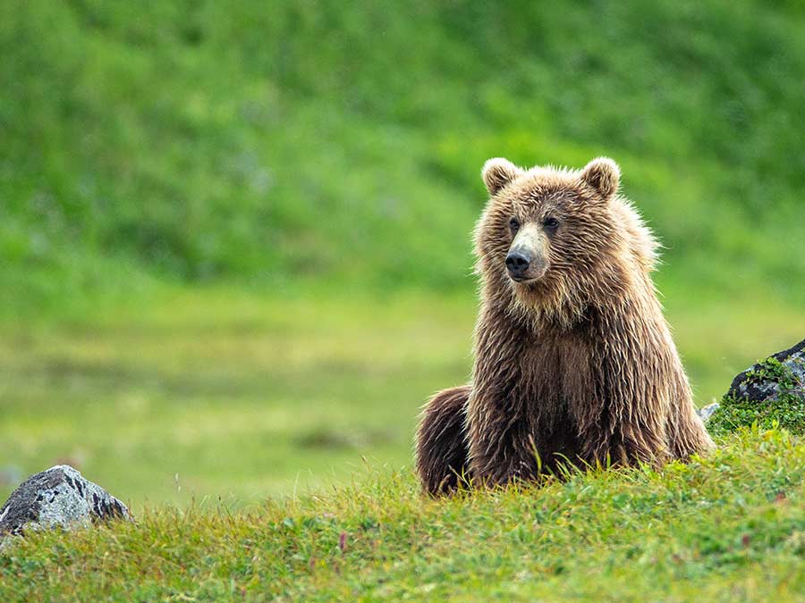 Brown bear